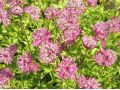 Astrantia major 
