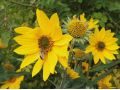 Helianthus mollis - slunečnice měkká, vytrvalá
