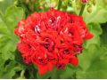 Pelargonium 