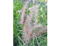 Pennisetum orientale 