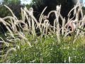 Pennisetum orientale 