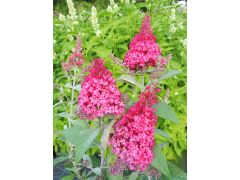Buddleja davidii  