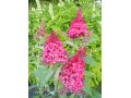 Buddleja davidii  