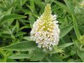 Buddleja davidii  