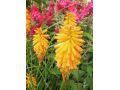 Kniphofia 