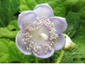 Deinathe bifida x caerulea 