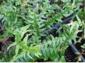 Asplenium x ebenoides - sleziník, dračí kapraď
