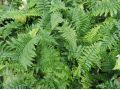 Dryopteris affinis 