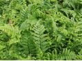 Dryopteris affinis 