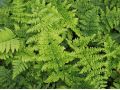 Dryopteris austriaca ( dilatata ) 