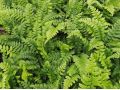 Polystichum aculeatum - kapraď laločnatá