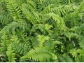 Polystichum munitum - kapraď