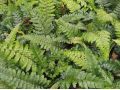Polystichum polyblepharum - kapradina japonská