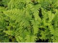 Polystichum setiferum 