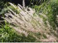 Pennisetum orientale 