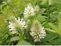 Trifolium rubens f. album 