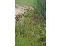 Sanguisorba officinalis  