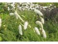 Sanguisorba hakusanensis 