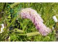 Sanguisorba hakusanensis 