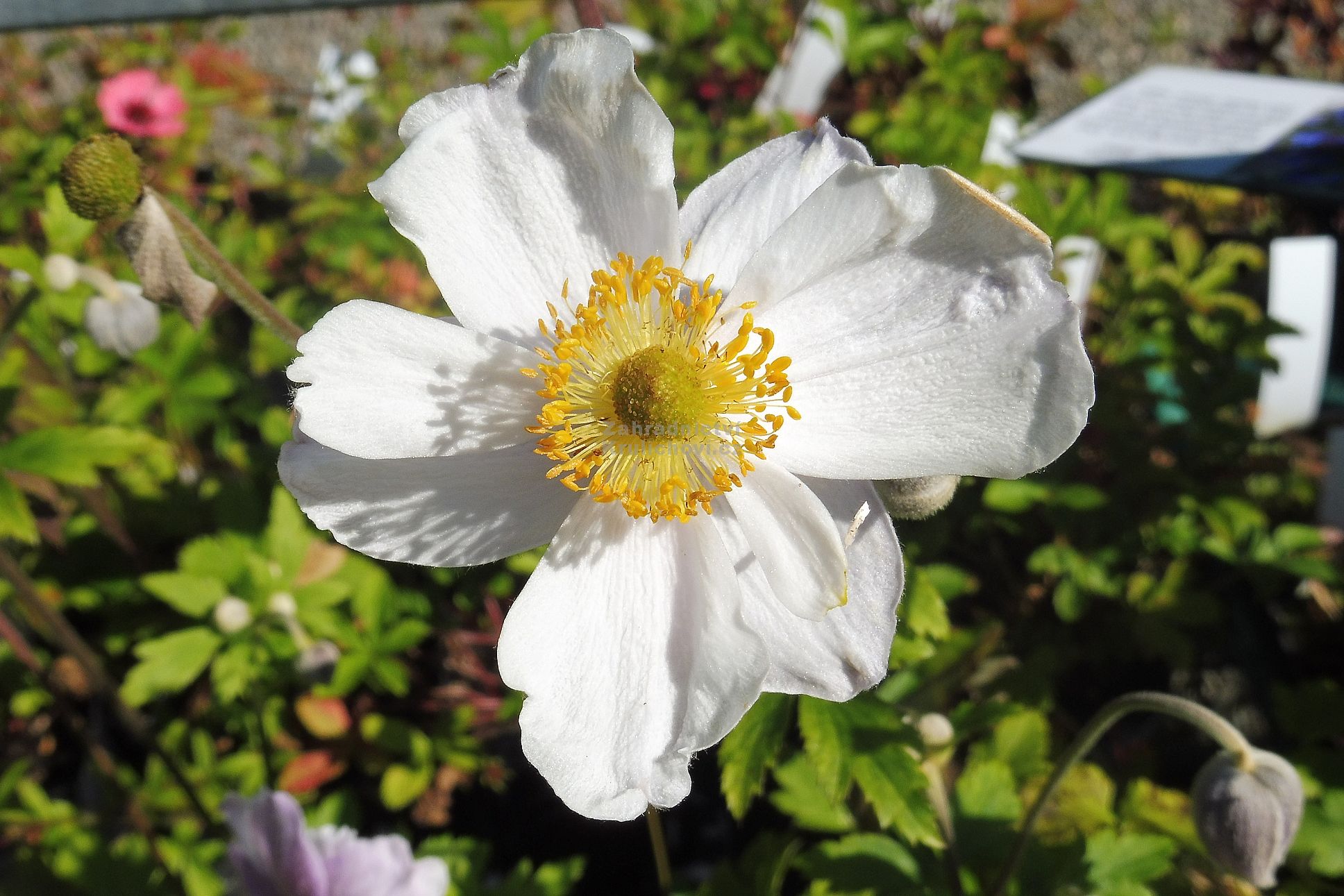 Anemone 