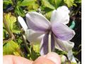 Anemone 