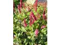 Persicaria amplexicaulis 