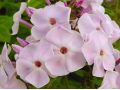 Phlox paniculata 