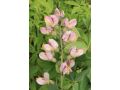 Baptisia 