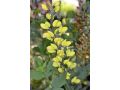 Baptisia 
