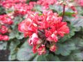 Pelargonium 