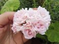 Pelargonium zonale 