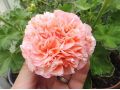 Pelargonium 