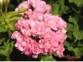 Pelargonium zonale ' Princezna Filippa ' - pelargonie, muškát