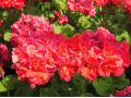 Pelargonium zonale 