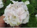 Pelargonium zonale ' Princezna Karla ' - pelargonie, muškát