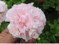 Pelargonium zonale ' Královna Ingrid ' - pelargonie, muškát