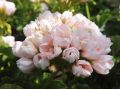 Pelargonium zonale 