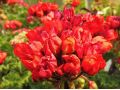 Pelargonium zonale 