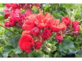 Pelargonium zonale 