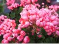 Pelargonium zonale 