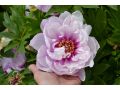 Paeonia Itoh Hybrid  