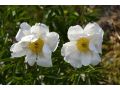 Paeonia lactiflora 