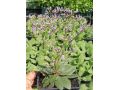 Limonium gmelinii 