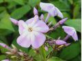 Phlox paniculata 