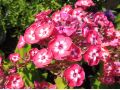 Phlox paniculata 