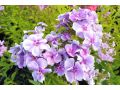 Phlox paniculata Bambini® 