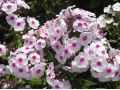 Phlox paniculata Bambini® 