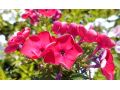 Phlox paniculata Bambini® 
