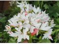 Pelargonium 