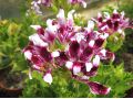 Pelargonium 